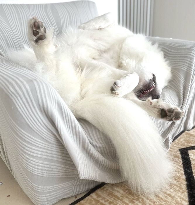 すごい体勢で眠るララちゃん