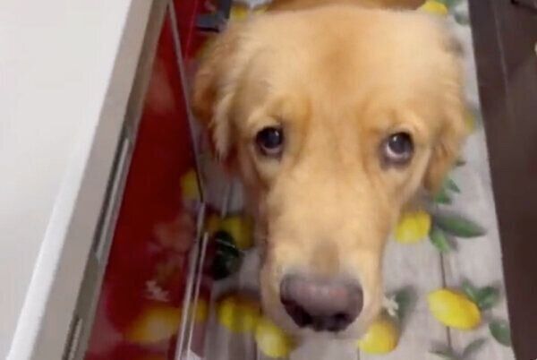 心配そうに飼い主さんを見つめるセナくん