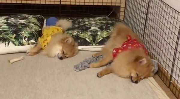 眠るポメラニアン