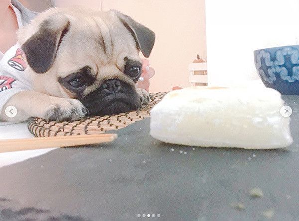 お餅を見つめるパグ