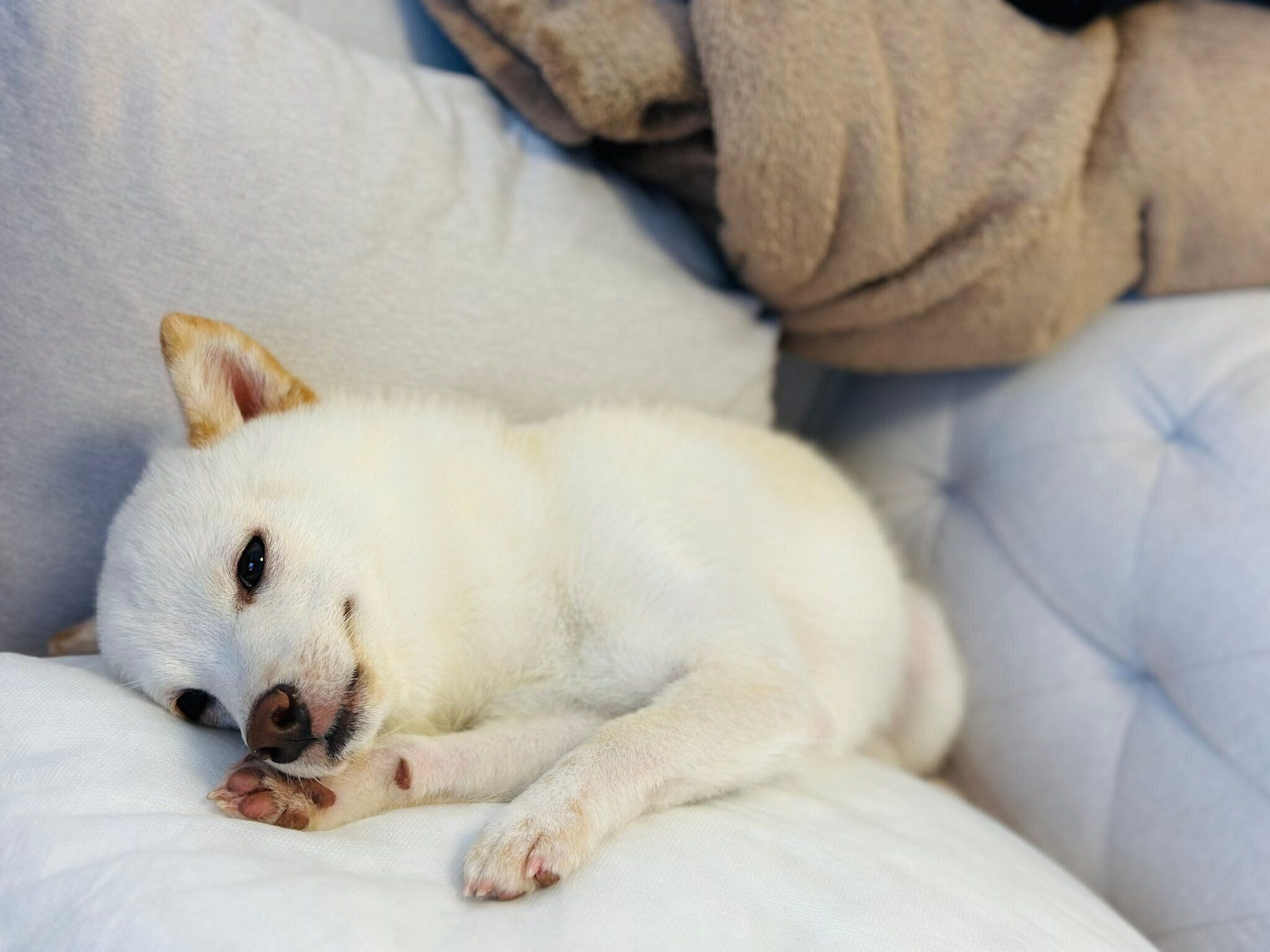 ゴロゴロするひばりくん