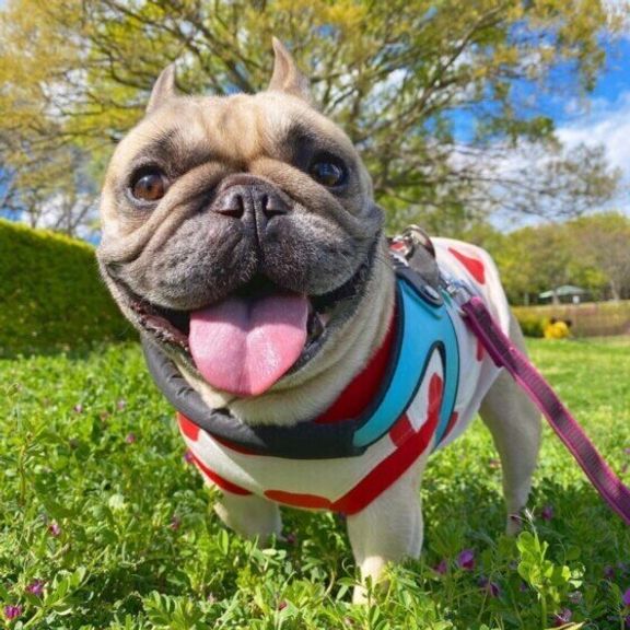 笑顔のフレンチ・ブルドッグ