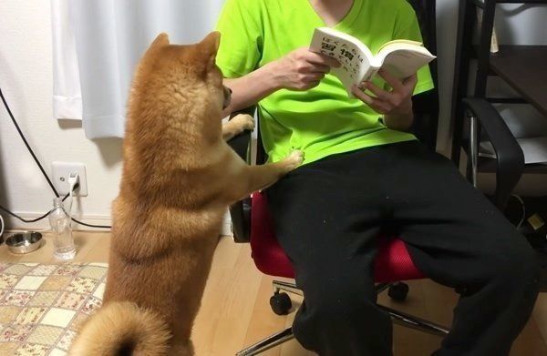 かまってほしい柴犬