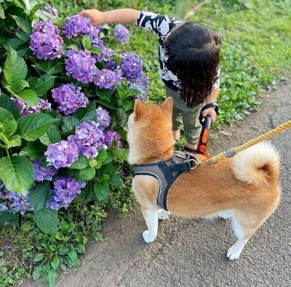 紫陽花を見るまるこちゃんと娘さん