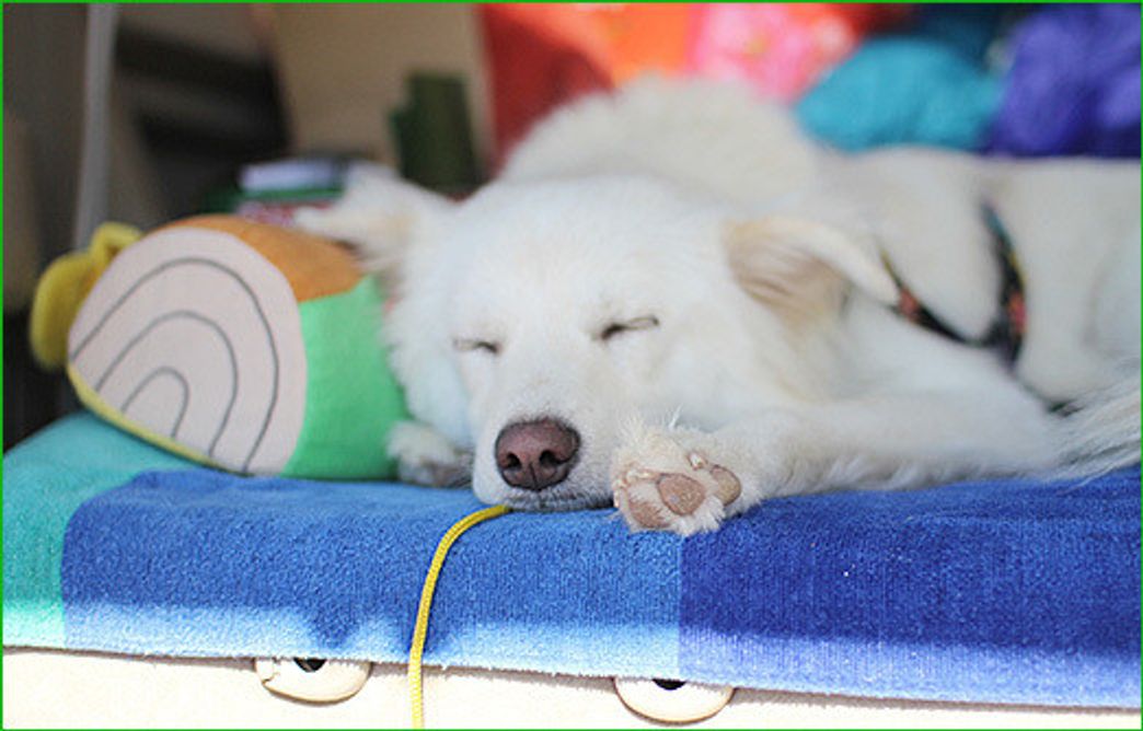 犬はなぜ悪夢を見るのか 穴澤賢の犬のはなし いぬのきもちweb Magazine 犬はなぜ悪夢を見るのか 穴澤賢の犬のはなし いぬのきもちweb Magazine