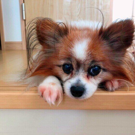 パピヨンのもかちゃん