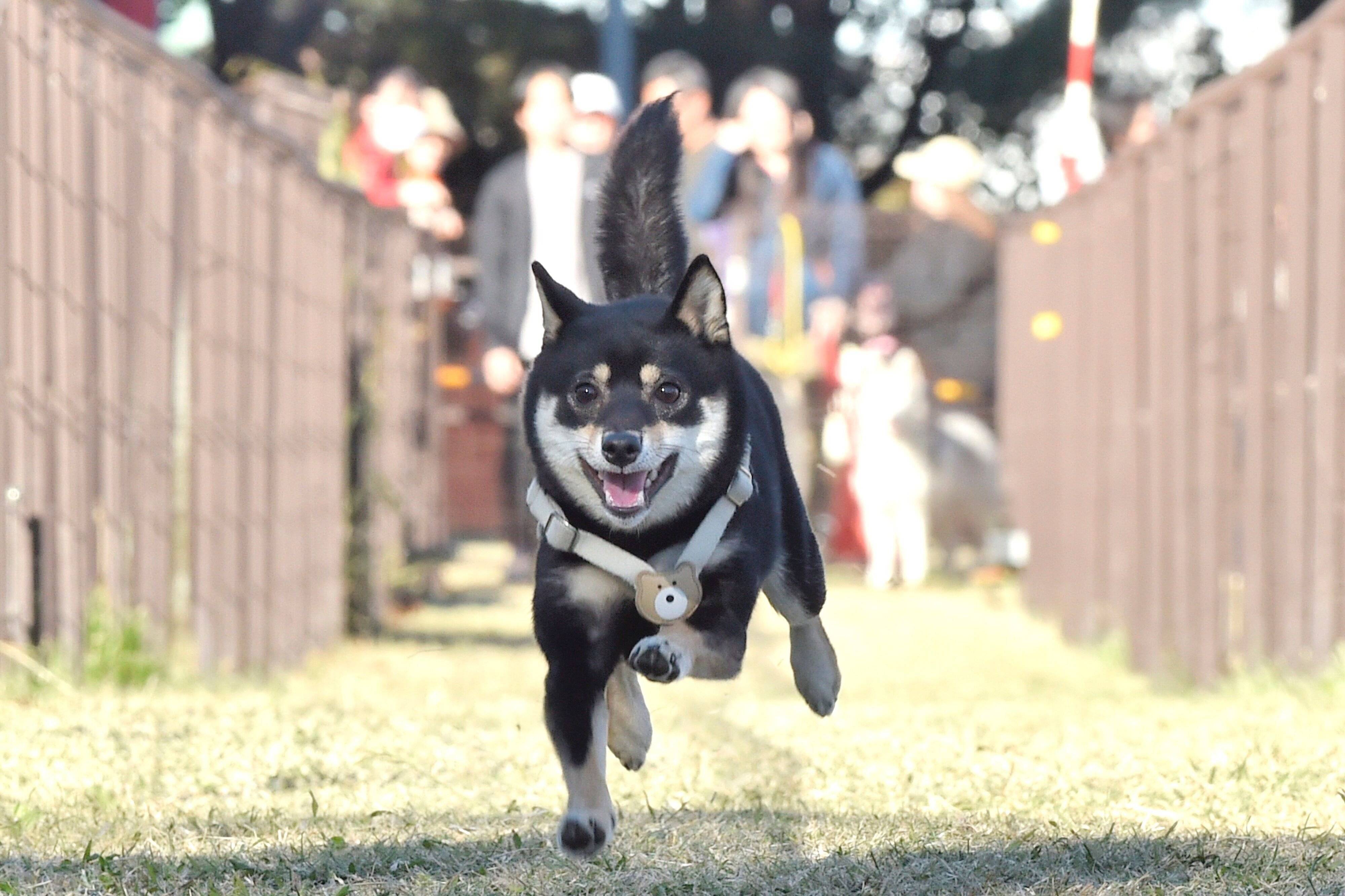 タイムレース50アンチノールカップ参加した柴