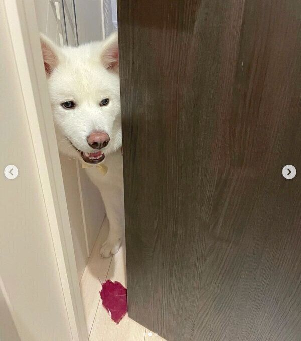 飼い主さんに布切れをお届けするユキちゃん