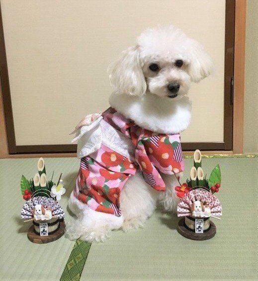 お正月の犬