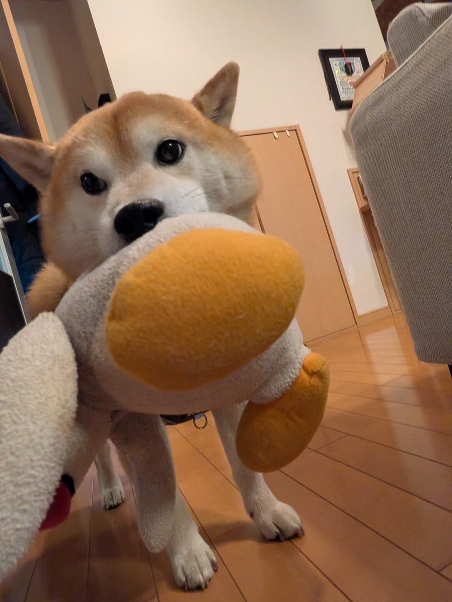 成長後の様子　飼い主さんをお出迎えするなみたろうくん
