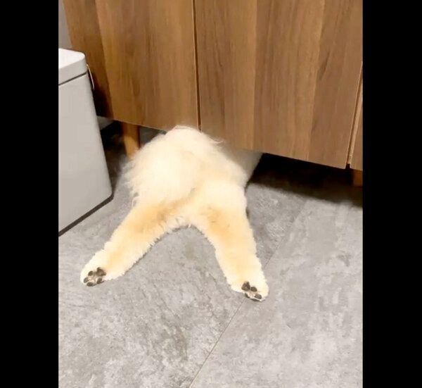ボールを必死に追うぺんたくん