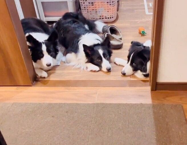 出待ちする犬たち