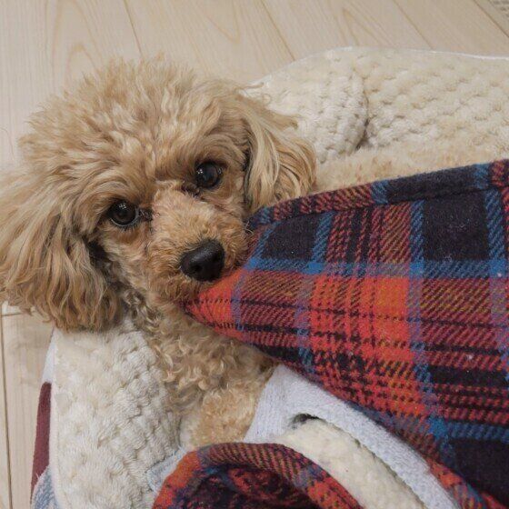 ブランケットを引っ張るノエルちゃん