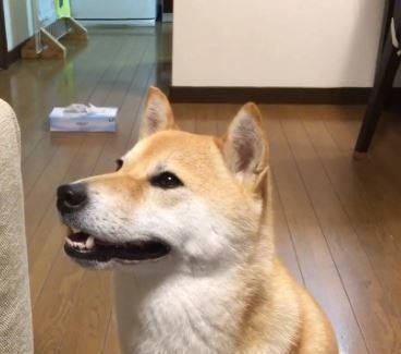 柴犬こむぎちゃん