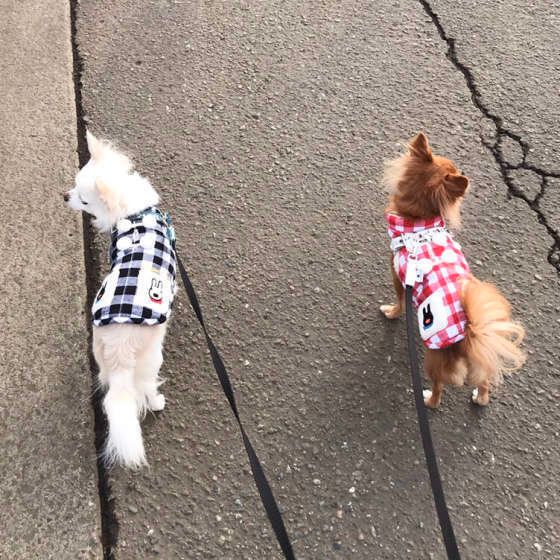 2匹の散歩中の犬