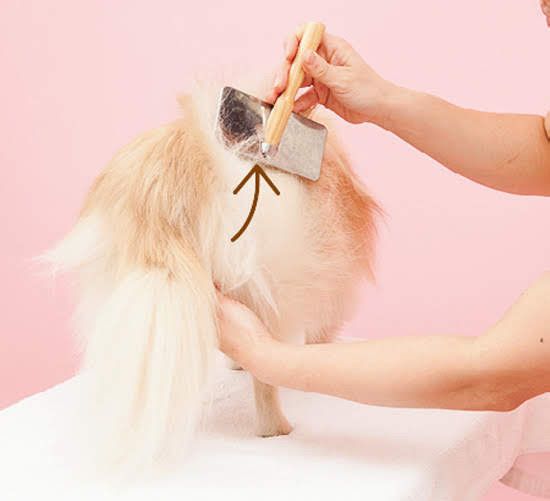 ポメラニアンブラッシング①