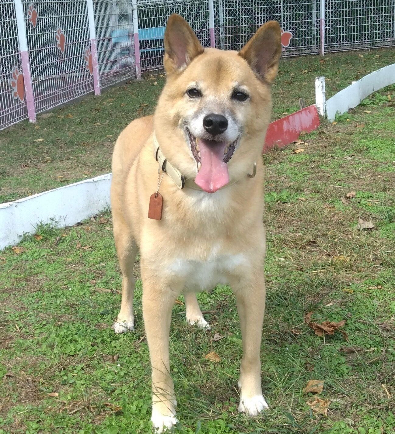 ドッグランを楽しむコタロウくん