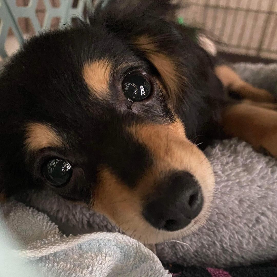 チワワ×ダックスのぽんずくん