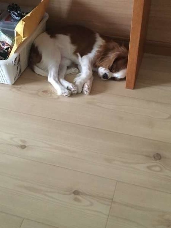 すみっこで寝る ミルトンくん