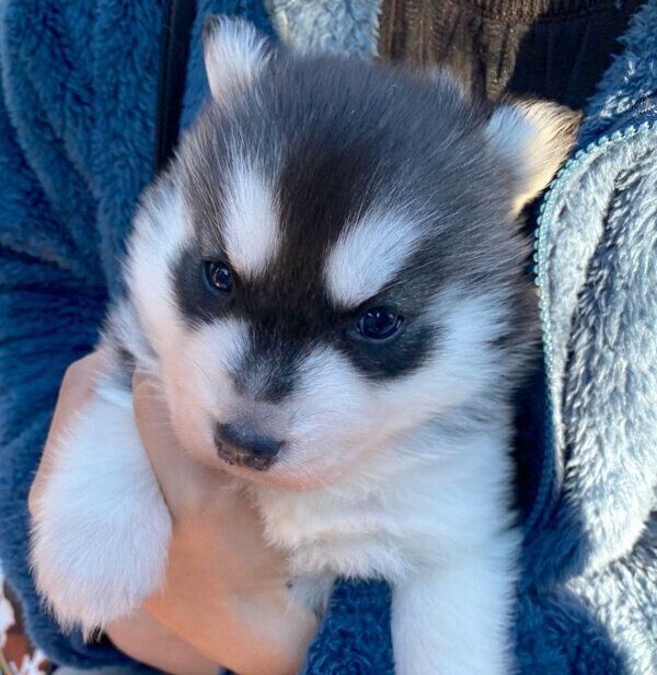 生後1カ月ほどのウルリくん