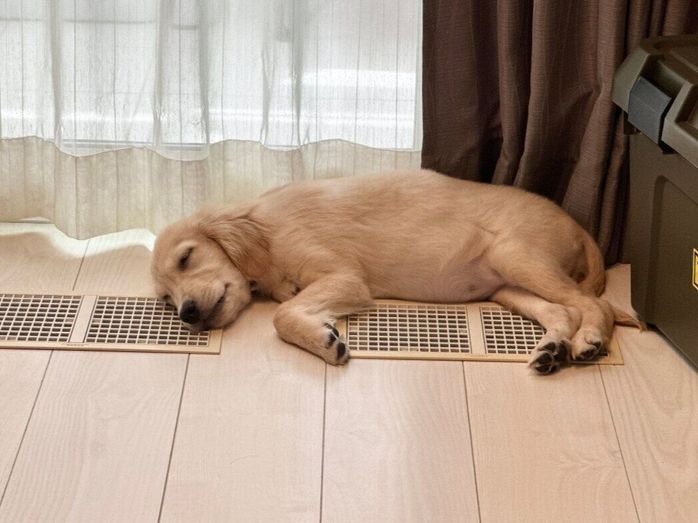 生後3カ月の犬