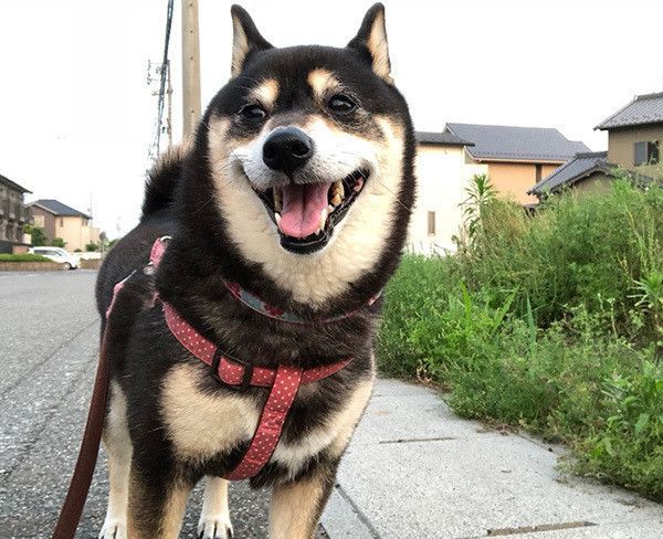 散歩する柴犬