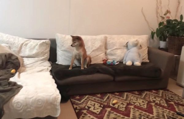 オモチャをナイスキャッチする柴犬