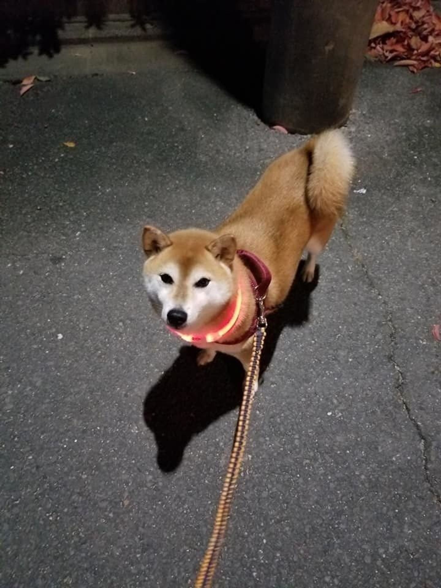 柴犬あるある 実はジャンプ力がスゴイ 連載 ここ掘れここ柴 Vol 29 いぬのきもちweb Magazine 柴犬あるある 実はジャンプ力がスゴイ 連載 ここ掘れここ柴 Vol 29 いぬのきもちweb Magazine