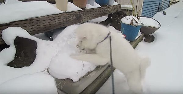雪と遊ぶ秋田犬