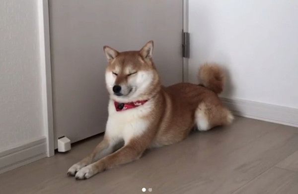 パパさんのことが大好きな柴犬