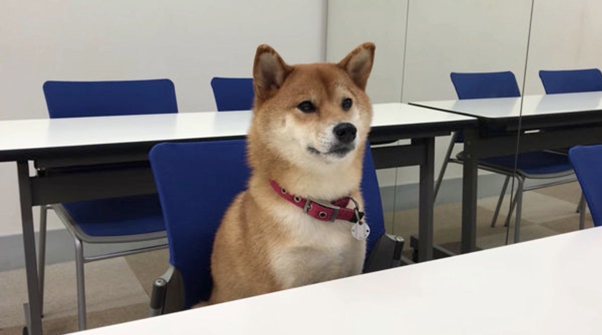 ワンコが英語を勉強 数字の1は英語で と聞かれて いぬのきもちweb Magazine ワンコが英語を勉強 数字の1は英語で と聞かれて いぬのきもちweb Magazine