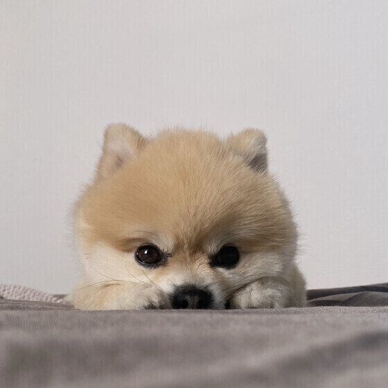 犬の飼い方で不安や悩みがあるときに知っておくとよいこと いぬのきもち