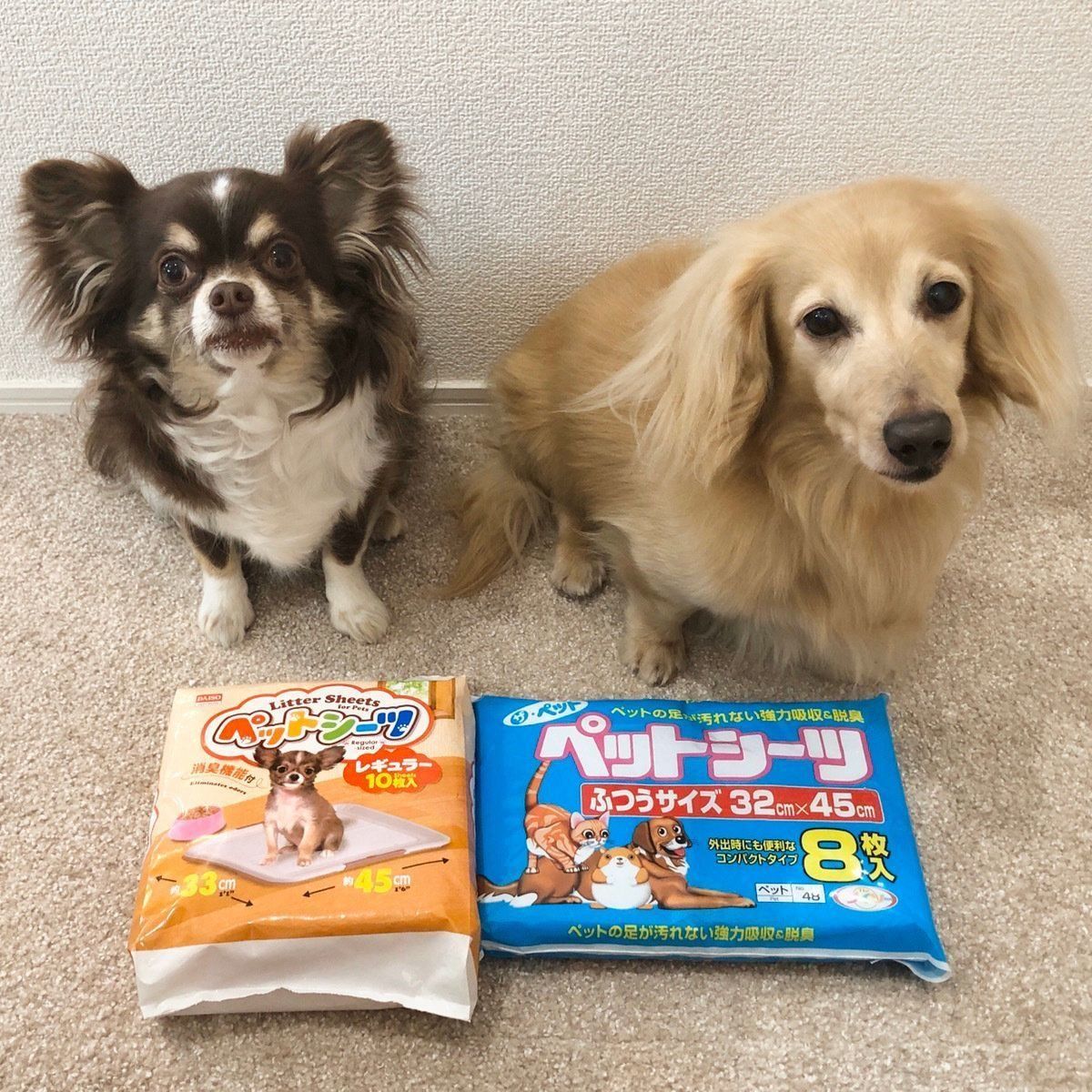 チワワとダックスフンド