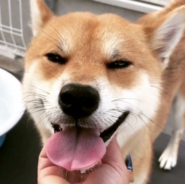 ぬいぐるみと添い寝する柴犬