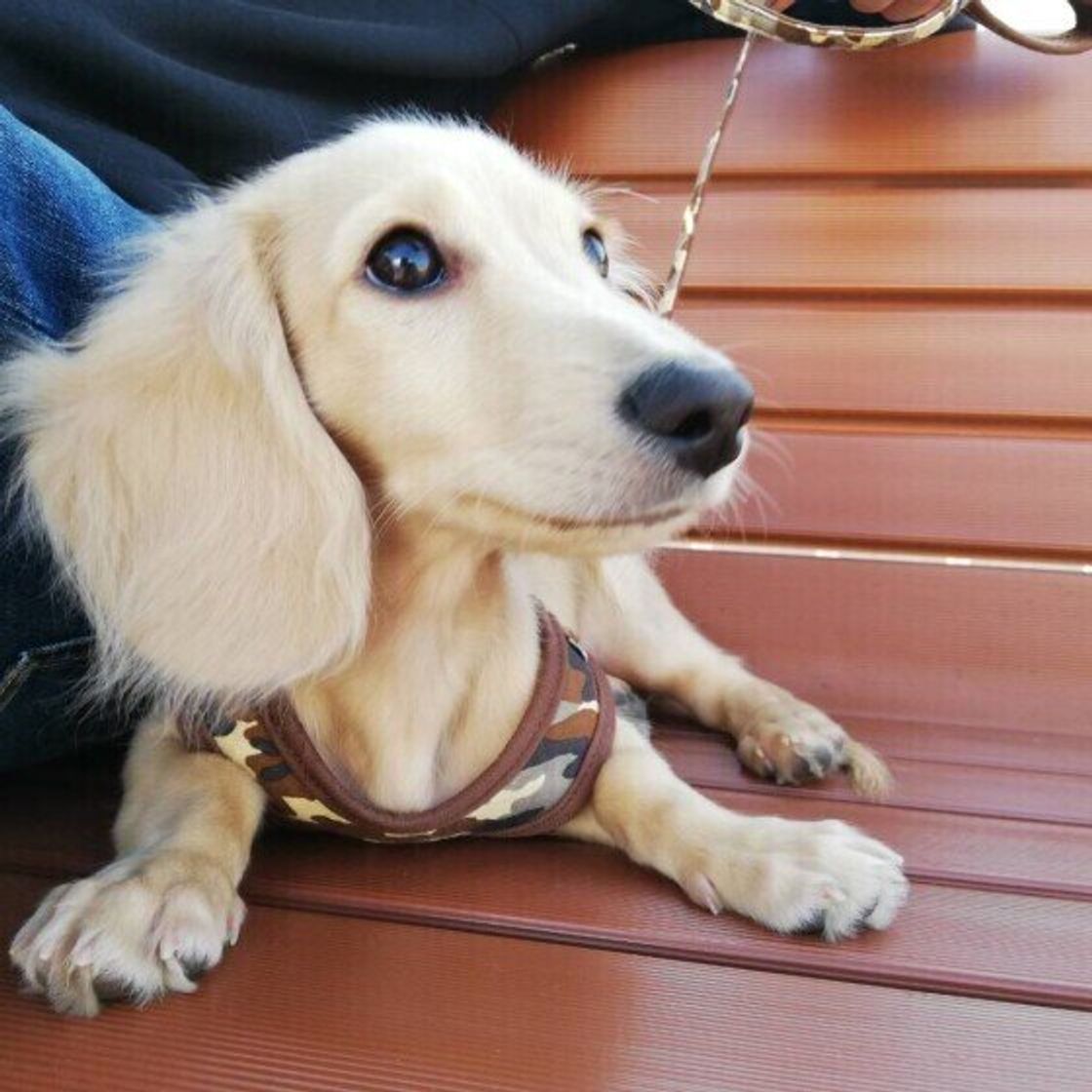 犬が嫌いなニオイってどんなニオイ 獣医師に聞きました いぬのきもちweb Magazine 犬が嫌いなニオイってどんなニオイ 獣医師に聞きました いぬのきもちweb Magazine