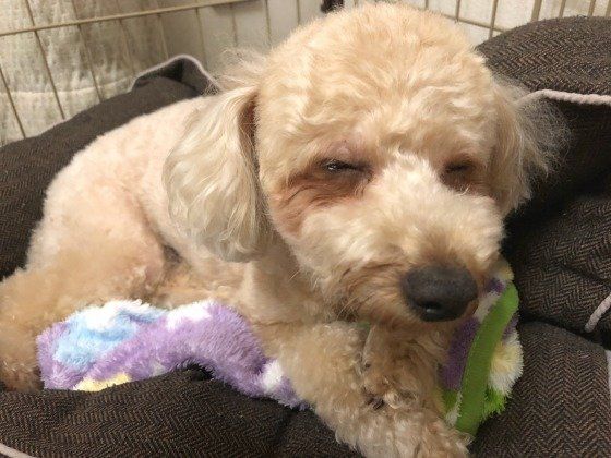 寝たふりをするトイ・プードル