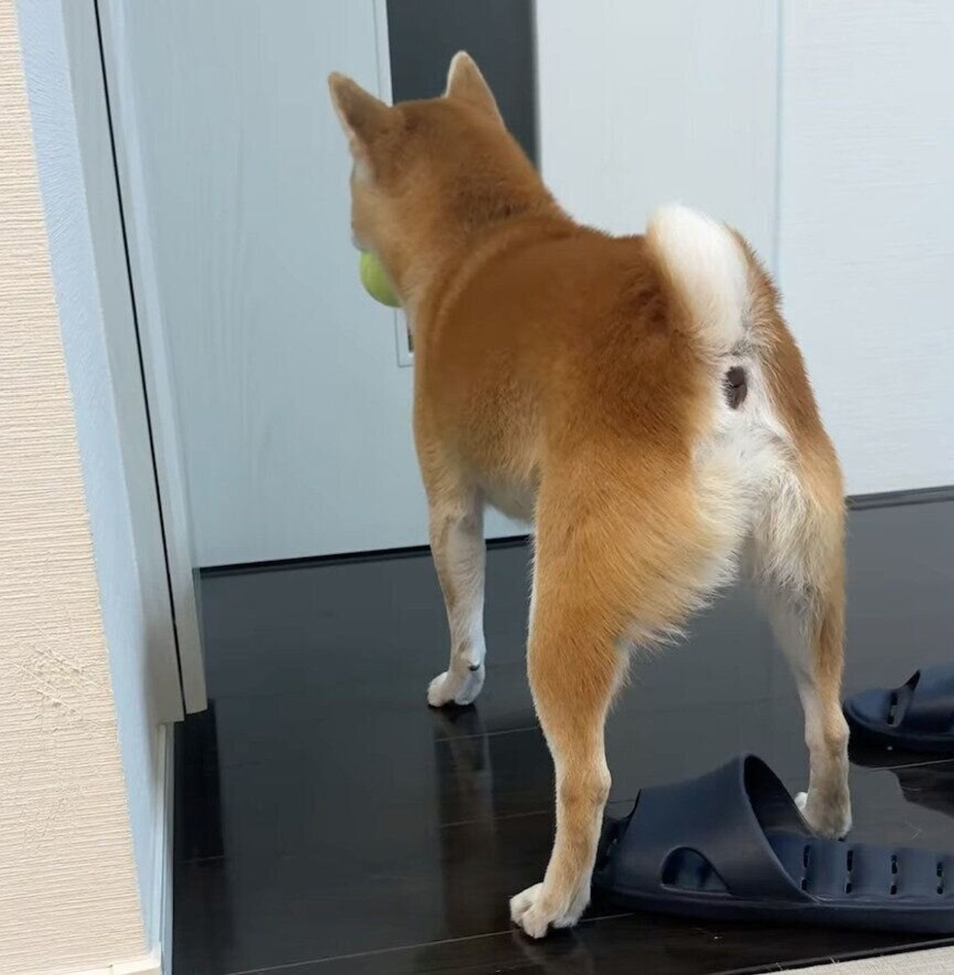 牝犬 妻 外出していたママさんを「テニスボールをくわえてお出迎え」する柴犬が愛らしい!喜び全開の姿に「健気で可愛い」「尊い」の声!|いぬのきもちWEB MAGAZINE