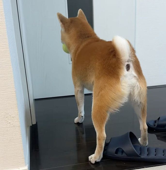 テニスボールをくわえて出迎える準備をするむぎちゃん