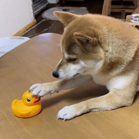 犬が片方の前足を上げる理由 仕草からみる犬の気持ちとは？ いぬのきもち