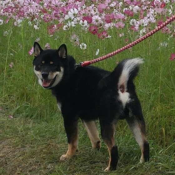 振り向く柴犬