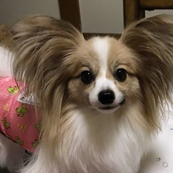 甘え上手 人好きな犬種ランキングベスト3 いぬのきもちweb Magazine