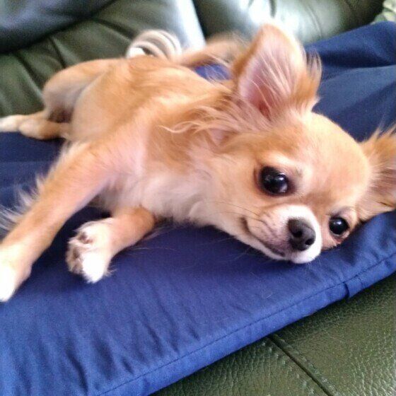 見つめるチワワ