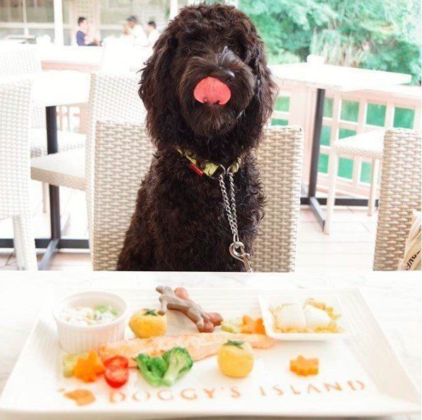 ぽんのすけちゃん