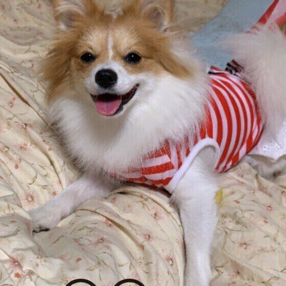 ベッドの上で笑顔のMix犬