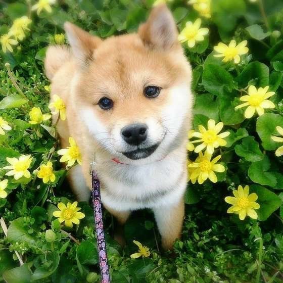 遊ぶのが大好きな柴