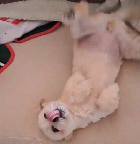 お腹を見せて飼い主さんにアピールするククちゃん