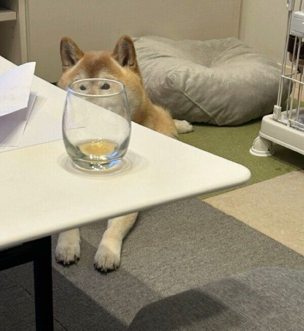グラス越しに飼い主さんをじっと見つめるシュールな姿のぽてとくん