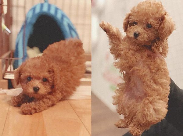 見つめるトイ・プードル