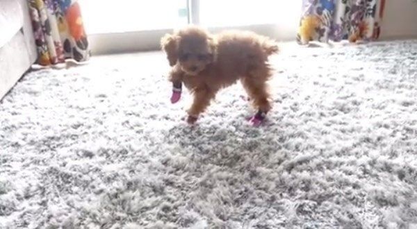 靴をはくトイ・プードル