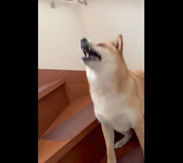 鉄壁の守りを見せる銀次くん